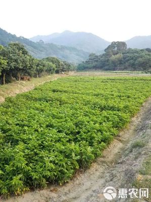 黑黃皮果苗 雞心!無核!一手貨源