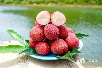 欽州果農采摘荔枝忙-廣西高清圖片