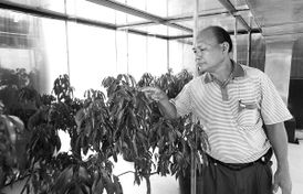 十年鉆研 成就無核荔枝紅