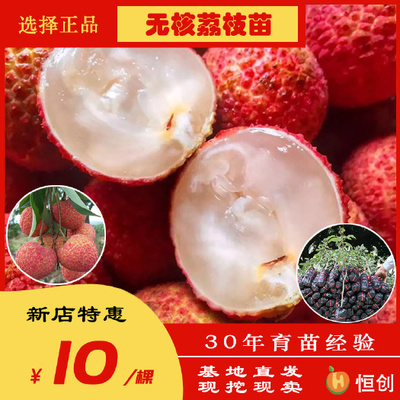 6~8公分荔枝苗6~8公分荔枝苗供應_6~8公分荔枝苗6