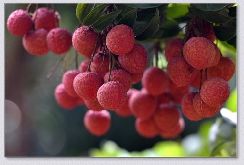 蒼梧縣沙頭遲熟荔枝