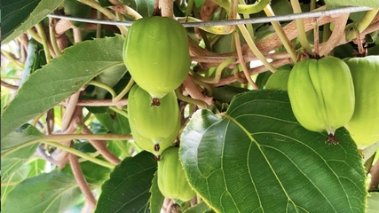 無核荔枝、不吐皮的獼猴桃&hellip;這些水果是來報(bào)恩的吧!