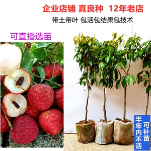 無核荔枝樹苗的培育與無核荔枝的獨特優勢