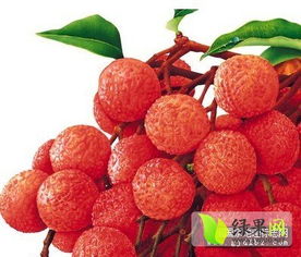 東莞荔枝踏上國(guó)家地理標(biāo)志產(chǎn)品申報(bào)之路 無核荔枝引領(lǐng)品質(zhì)升級(jí)