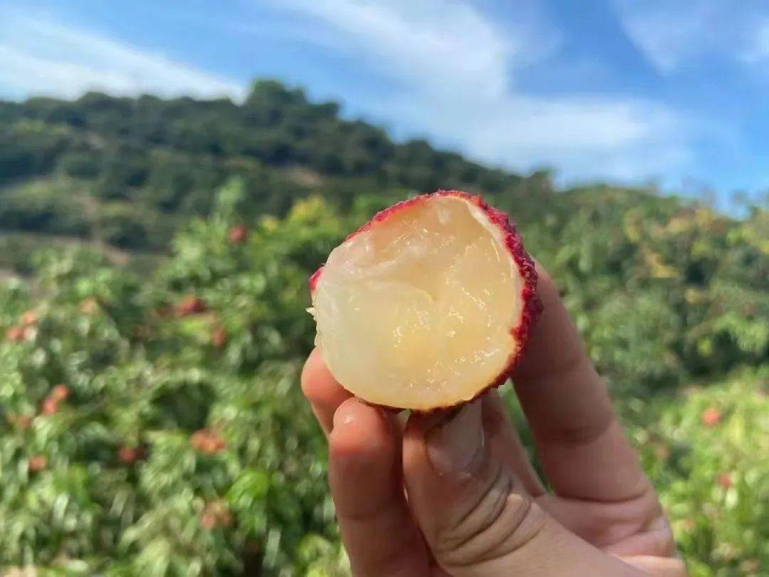靈山桂味無核荔枝 百年老樹饋贈(zèng)的爆汁清甜